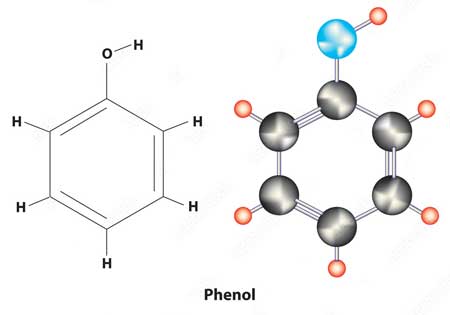 The Effect Of Phenol